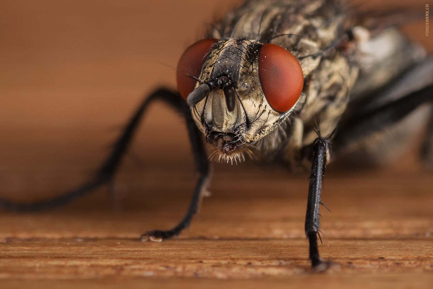 Fly macro close-up