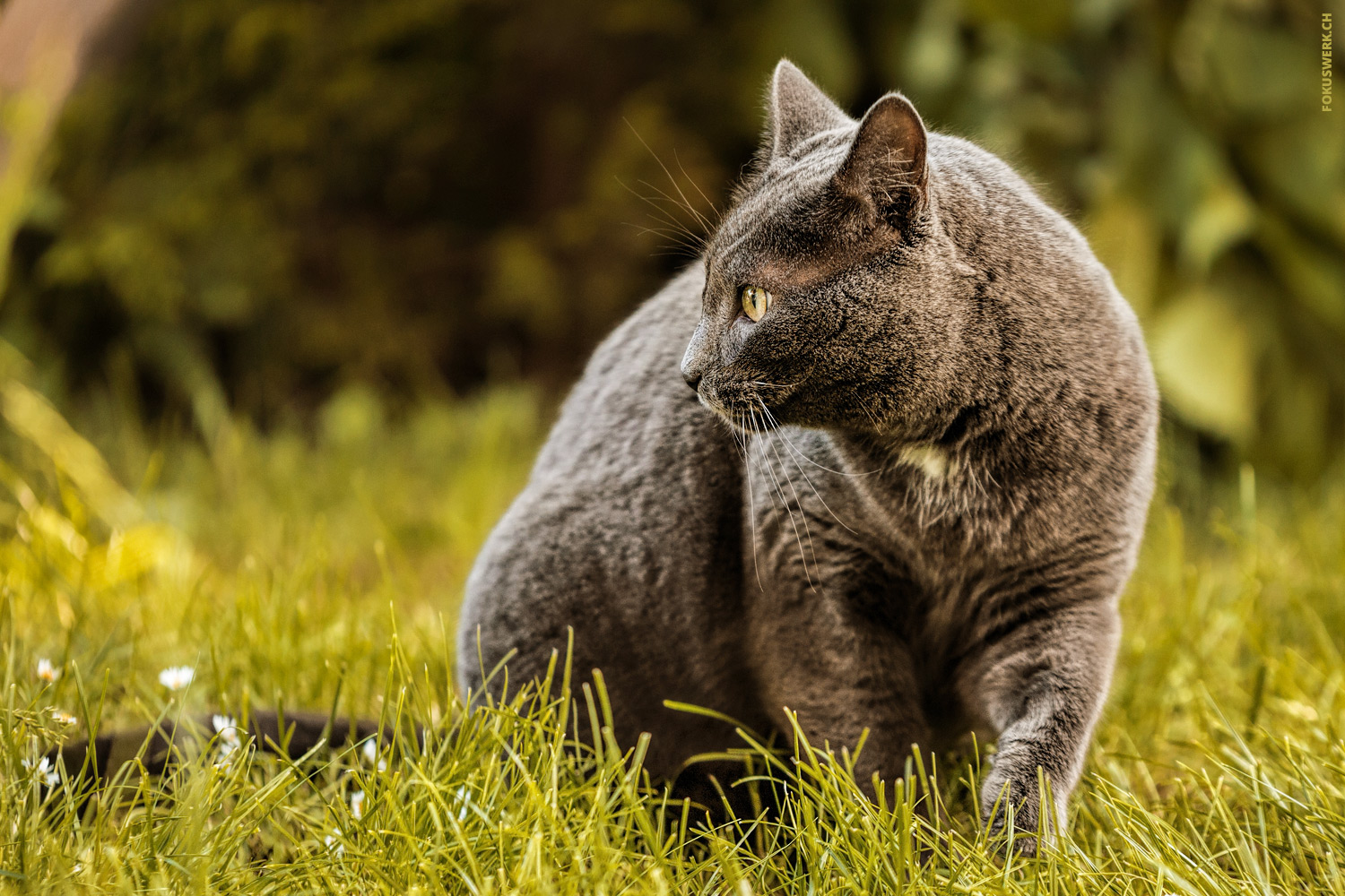 Graue Katze im Gras