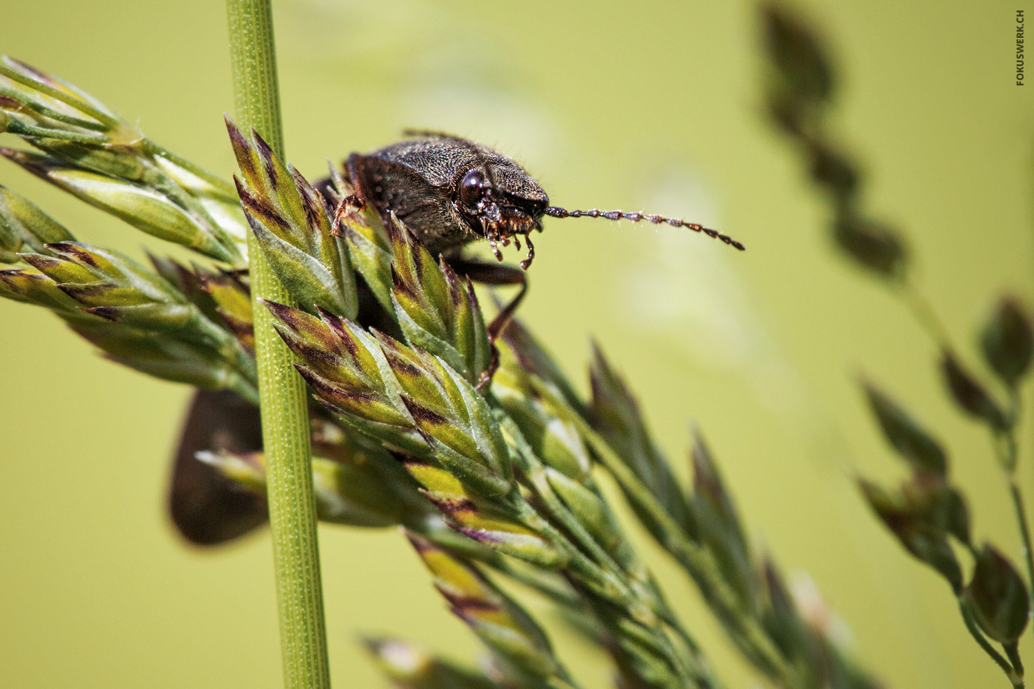 Käfer auf Pflanze